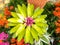 Closeup to Beautiful Bromeliad/ Livingvase/ Urn Plant/ Aechmea Fasciata/ BROMELIACEAE