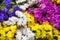 Closeup to Beautiful Colorful Statice Flowers Background