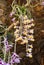 Closeup to Beautiful Dendrobium Primulinum Laos and Dendrobium Superbum Var. Anosmum Orchid Flowers