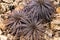 Closeup to Beautiful Dyckia Hybrid/ Urn Plant/ BROMELIACEAE