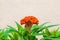 Closeup to Beautiful Single Orange Cockscomb/ Celosia Cristata