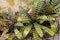 Closeup to Beautiful Zebra Bromeliad/ Livingvase/ Urn Plant/ Aechmea Fasciata/ BROMELIACEAE