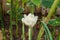 Closeup to Blooming White Torch Ginger/ Etlingera Elatior Jack R.M. Smith Flower