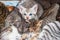 Closeup to Blue Eyes Kitten with Family