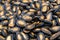 Closeup to Blur Dried Watermelon Seed Snack Background