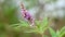 Closeup to the branch with purple flowers with some green leaves on the background.