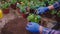 Closeup to the camera in a greenhouse gardener planted a flower in to a pot very carefully and with love