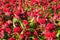 Closeup to Cockscomb, Chinese Wool Flower, Celosia Argentea