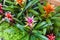 Closeup to Colorful Bromeliad/ Livingvase/ Urn Plant/ Aechmea Fasciata/ BROMELIACEAE