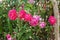 Closeup to Colorful Pink or Summer Damask Rose/ Rosa ? Damascena Mill./ Rosaceae Flowers