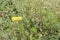 Closeup to a couple of summer lion teeth yellow flowers over green leaves