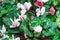 Closeup to Cyclamen Persicum Mill., Primulaceae Flower Background