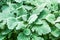 Closeup to Dusty Miller/ Senecio cineraria DC./ Asteraceae Leaves Background