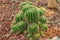 Closeup to Echinopsis Calochlora Cactus, Succulent and Arid Plant