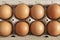 Closeup to an eight orange eggs into a brown egg box