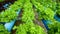 Closeup to fresh green oak in hydroponics system pipe