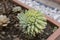 Closeup to a green geometric succulent garden flowe on a red flower pot