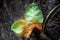 Closeup to Green young leaves of Dendrobium fern growing on trees in spring