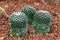 Closeup to Group of Mammillaria Bucareliensis Cactus/ Cactaceae, Succulent and Arid Plant