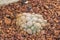 Closeup to Group of Mammillaria Hahniana Cactus/ Cactaceae, Succulent and Arid Plant