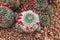 Closeup to Group of Mammillaria Prolifera Hybrids Cactus/ Cactaceae, Succulent and Arid Plant