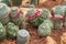 Closeup to Group of Mammillaria Prolifera Hybrids Cactus/ Cactaceae, Succulent and Arid Plant