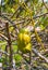 Closeup to Hanging Product of Buddha Fingers/ Citrus Medica