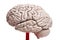 Closeup to human brain anatomy