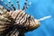 closeup to a lionfish, venomous marine fish in aquarium