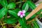 Closeup to Madagascar Periwinkle/ Vinca/ Old Maid/ Cayenne Jasmine/ Rose Periwinkle/ Catharanthus Roseus G. Don./ APOCYNACEAE
