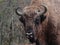 Closeup to a male european bison in the autumn for