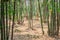 Closeup to Many Bamboo Trees in Rural Garden