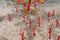Closeup to Many Red Incense Sticks after Worship Ceremony