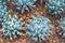 Closeup to Mexican Hens and Chicks/ Echeveria Runyonii / Topsy Turvy/ Crassulaceae, Succulent and Arid Plant