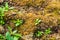 Closeup to Moisture Soil with New Born Plants Background