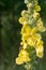 Closeup to mullein flowers