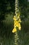 Closeup to mullein flowers