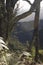 Closeup to a natural framed of a mountains in middle of an old tree branches