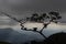 Closeup to an old branches silhouette with beautiful cloudy landascape mountains