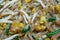 Closeup to Pad Thai or Stir Noodle in Thai Style Background