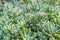 Closeup to Pork and Beans/ Jelly Bean/ Sedum Rubrotinctum R.T.Clausen/ Crassulaceae, Succulent and Arid Plant