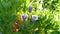 A closeup to purple Osteospermum flowers