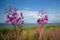 A closeup to a raceme of purple or pink fireweed