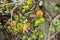Closeup to Raw and Ripe of Cluster Fig/ Goolar Gular/ Ficus Racemosa L. / MORACEAE