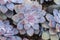 Closeup to Rose Shaped Beautiful Graptopetalum Superbum Kimnach Acev.-Rosas, Succulent and Arid Plant