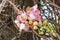 Closeup to Shala Flower, Cannonball tree [Shorea Robusta]