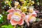 Closeup to Shala Flower, Cannonball tree [Shorea Robusta]