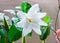 Closeup to Single Fresh Blooming White Gardenia Collinsiae/ Rubiaceae Flower