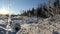 Closeup to a small tree covered in freezing icy snow on a sunny beautiful day in Lithuania nature. HD