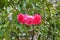 Closeup to Tripple Pink or Summer Damask Rose/ Rosa ? Damascena Mill./ Rosaceae Flowers